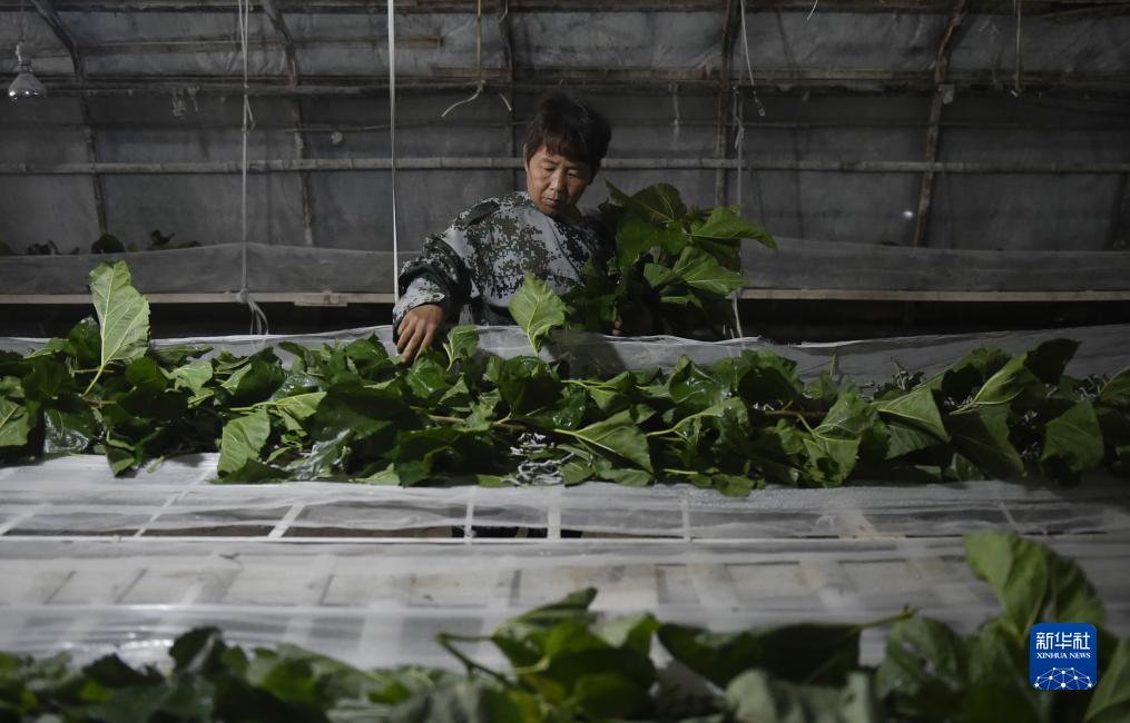 拉菲登录网址